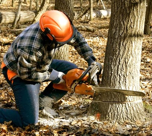 Tree Removal in Tappen, ND